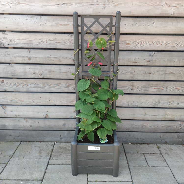 Kiwi 2v1 - Kiwi ´JENNY´ + Kiwi ´SOLO´ (Actinidia deliciosa) - výška 90-100 cm, hranatý kvetináč - ŠPALIÉRA
